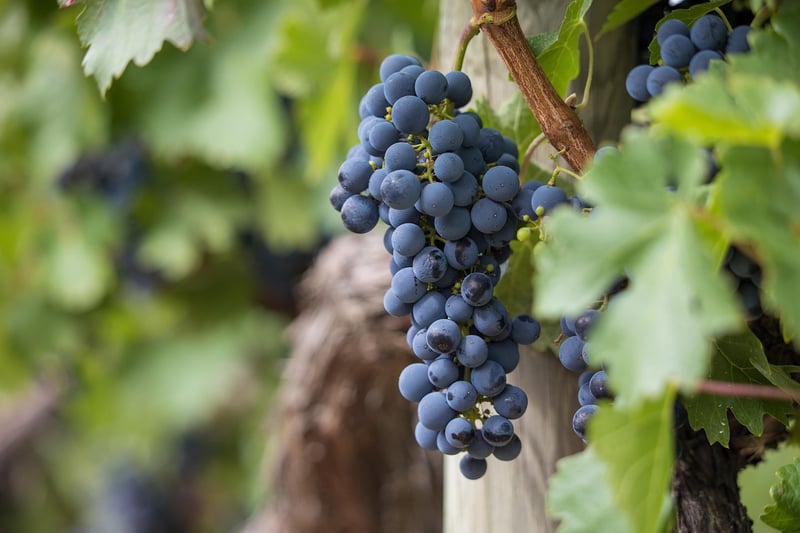 Vineyard Wedding